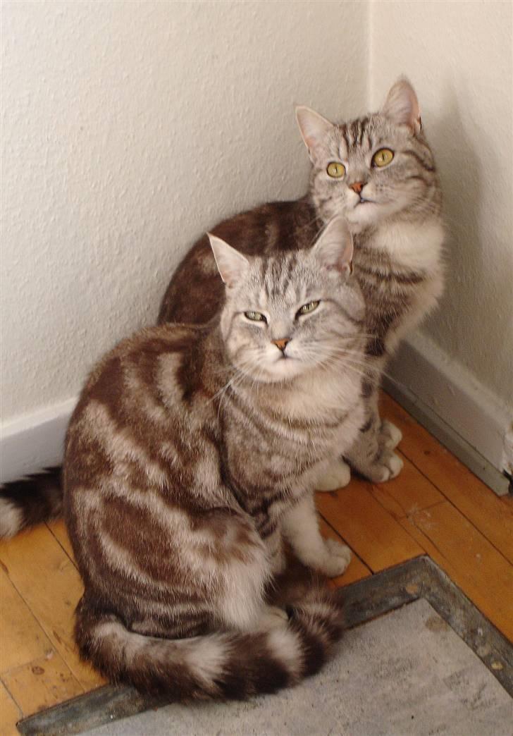 Blanding af racer Bette Mis - Bettemis og brormand, de ligner hinanden.. billede 3