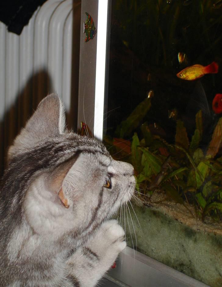 Blanding af racer Bette Mis - Uhh de er så spændende, må de ikke nok komme ud og lege.. ? Pleas.. billede 4