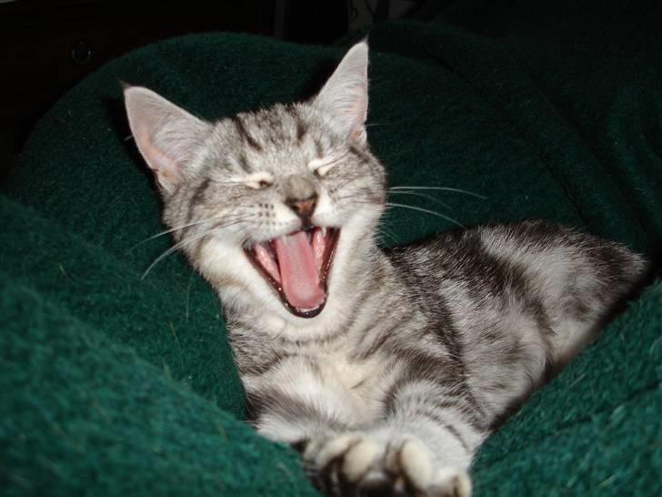 Blanding af racer Bette Mis - Godmorgen siger vi så.. billede 5