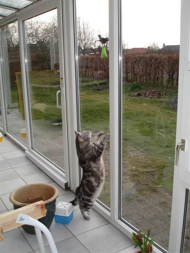 Blanding af racer Bufas billede 6