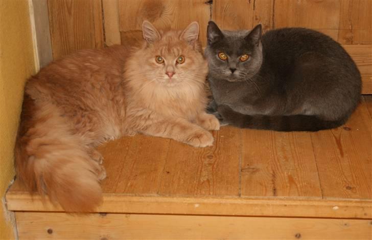 British Shorthair Moore Beauty Dee billede 3