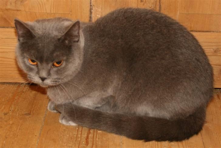 British Shorthair Moore Beauty Dee billede 4