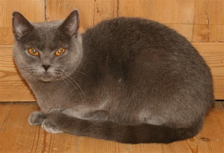 British Shorthair Moore Beauty Dee billede 5
