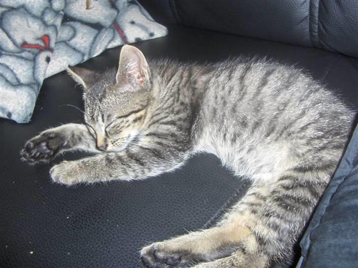 Huskat Mio - blev sørme træt billede 1