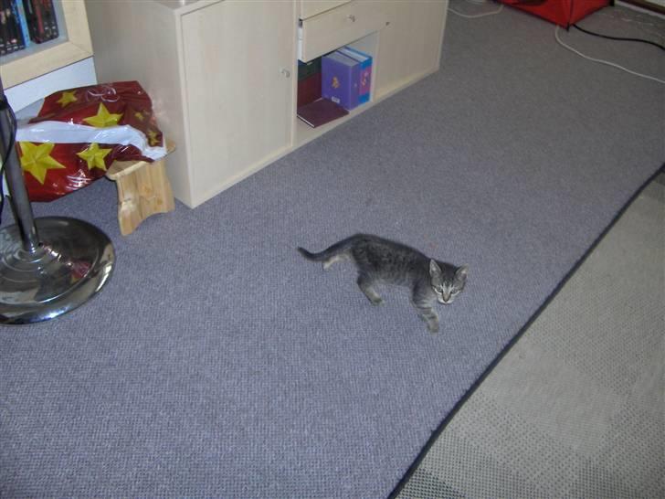 Huskat Mio - er lige kommet til mit nye hjem billede 2