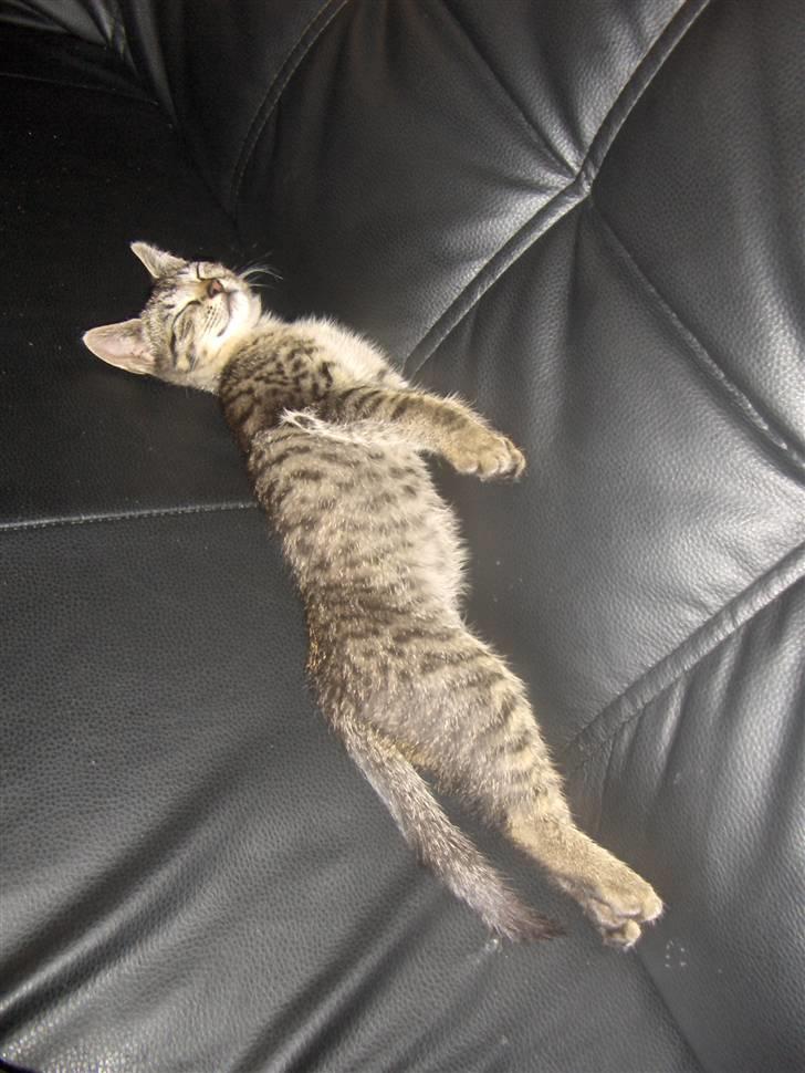 Huskat Mio - dejlig sofa billede 3