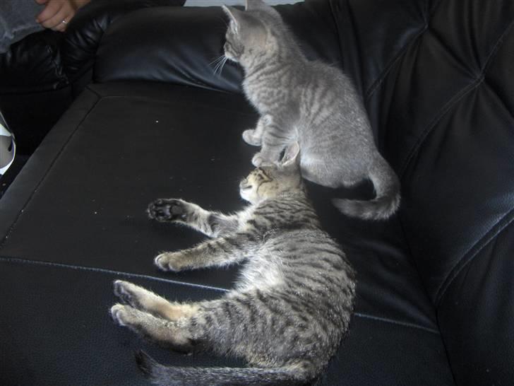 Huskat Mio - hey pas på jeg ligger her billede 4