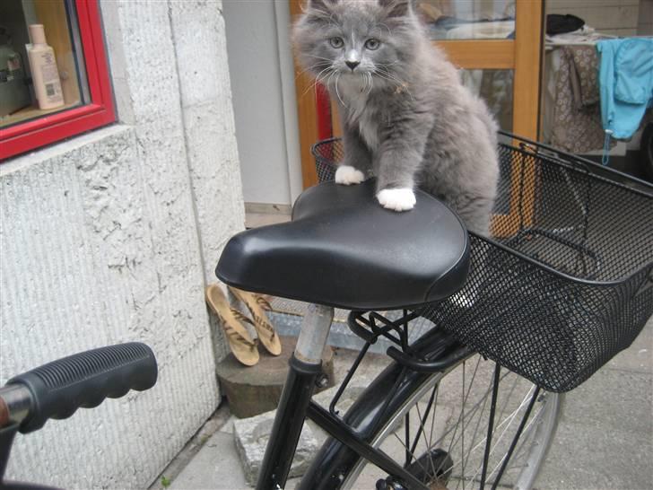 Blanding af racer Tilde billede 11