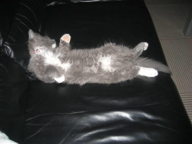 Blanding af racer Tilde billede 12