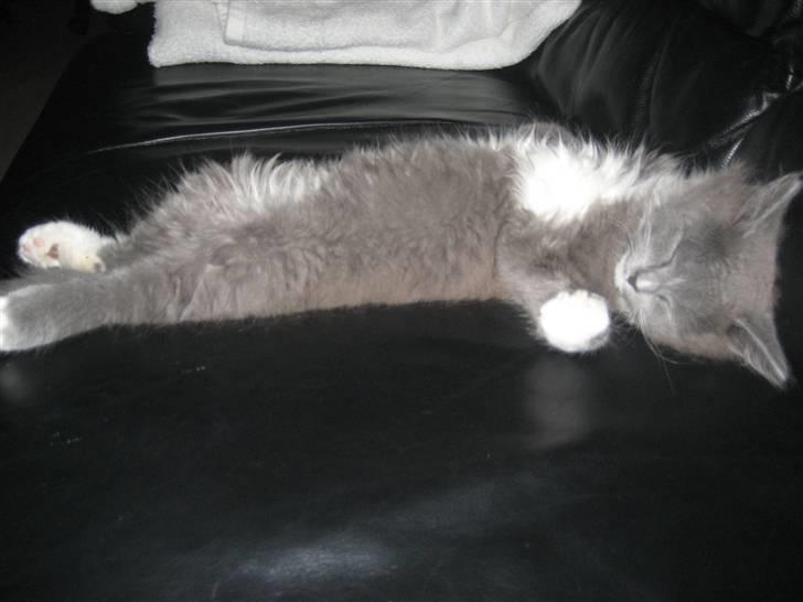 Blanding af racer Tilde billede 13