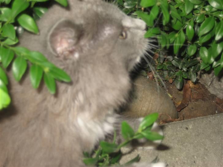 Blanding af racer Tilde billede 14