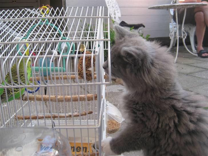 Blanding af racer Tilde billede 15