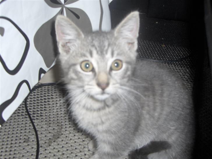 Huskat Pjevs - hvad er det for en dims hun bruger billede 1