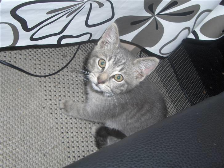 Huskat Pjevs - er lidt genert billede 2