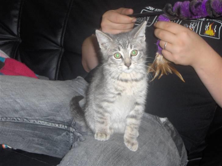 Huskat Pjevs - se hvor fin jeg er billede 3