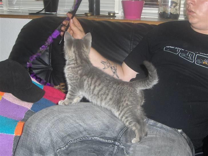 Huskat Pjevs - wee det er noget man kan lege med billede 4