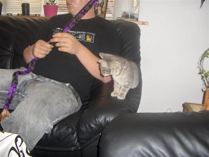 Huskat Pjevs - hvad er det han sidder med billede 5