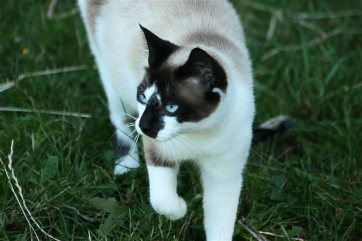 Blanding af racer Diva billede 13