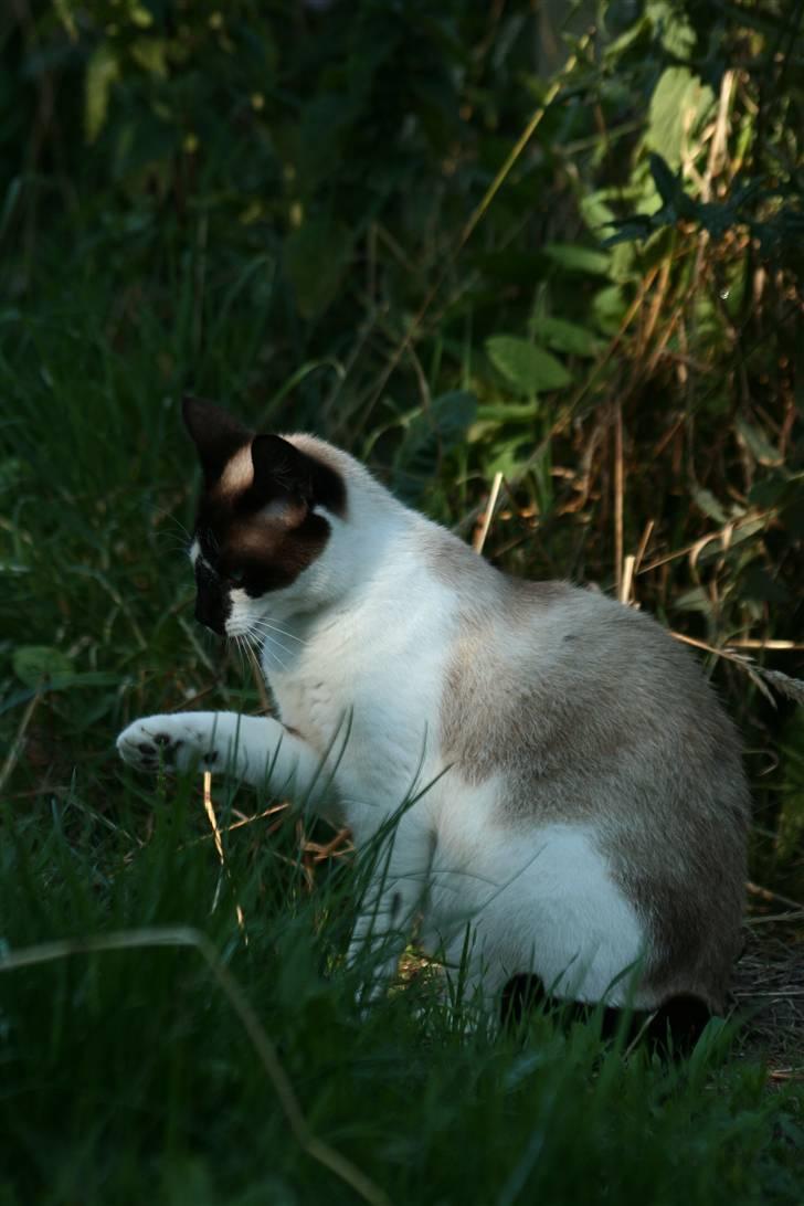 Blanding af racer Diva billede 14