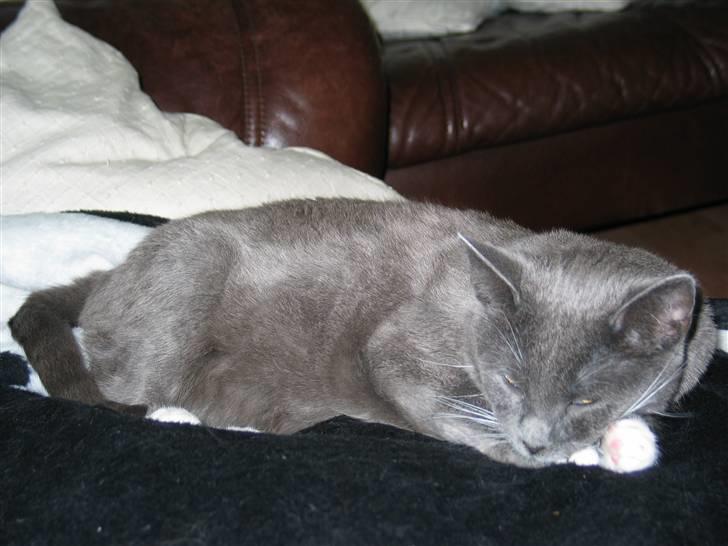 Huskat E.T. billede 1