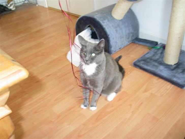 Huskat E.T. billede 2