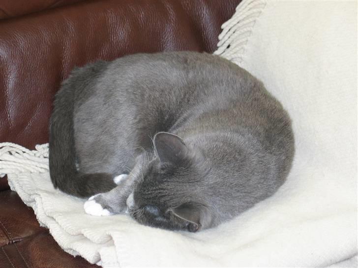 Huskat E.T. billede 3