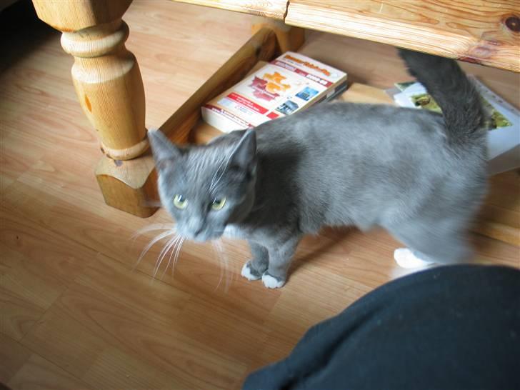 Huskat E.T. billede 4