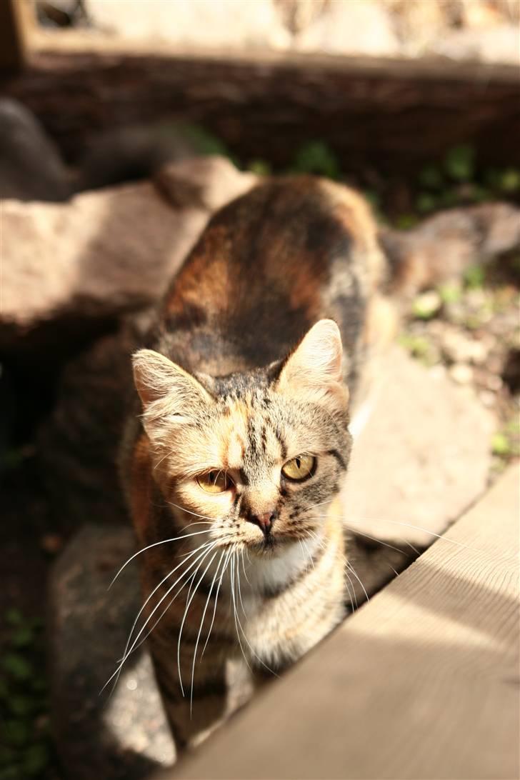 Blanding af racer Bonni billede 18