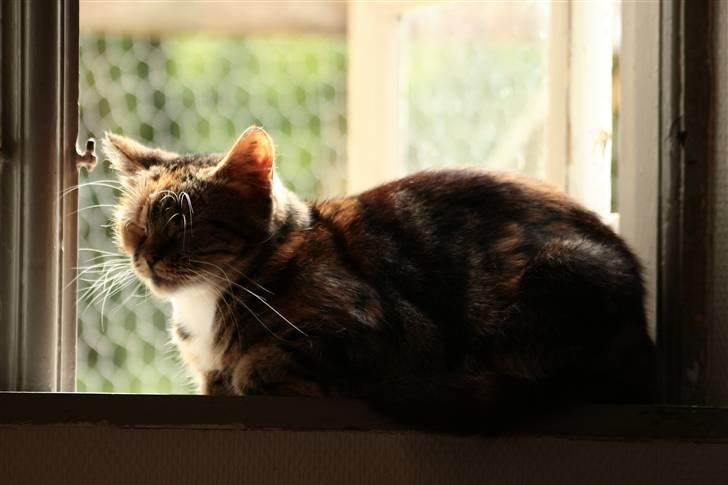 Blanding af racer Bonni billede 19