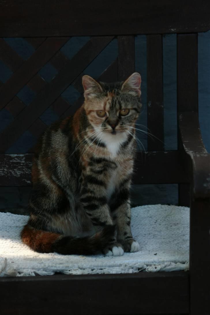 Blanding af racer Bonni billede 20