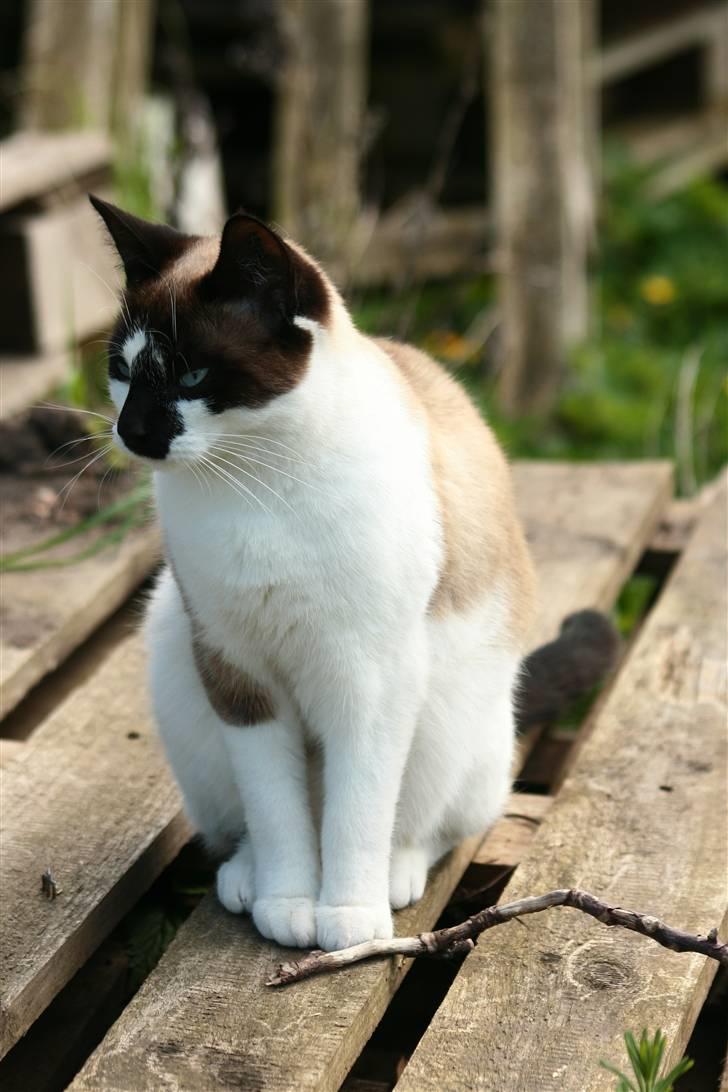 Blanding af racer Diva billede 15