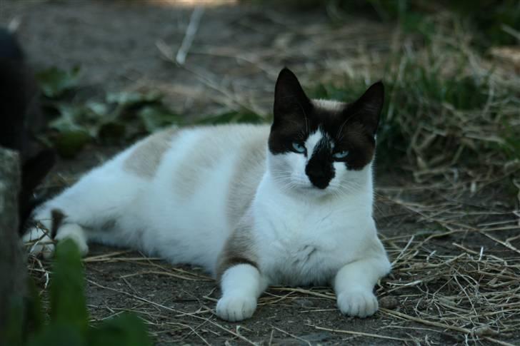 Blanding af racer Diva billede 16