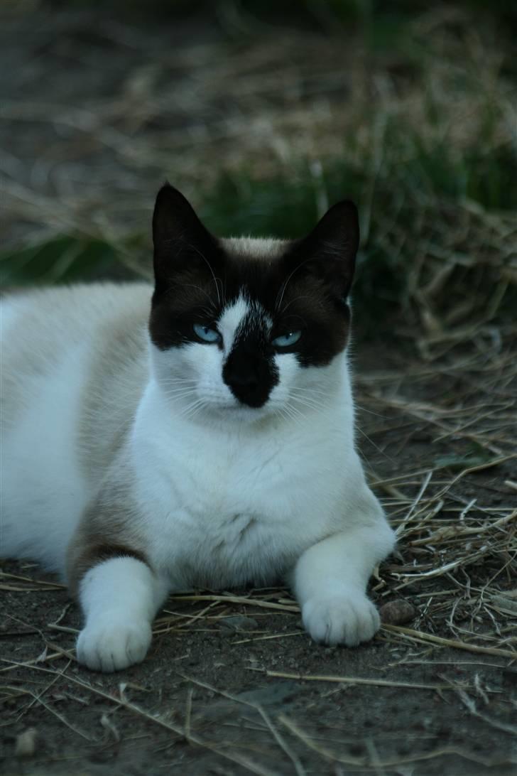 Blanding af racer Diva billede 17