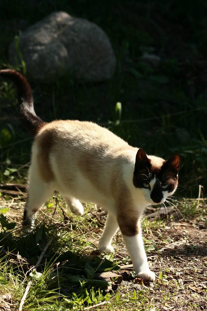 Blanding af racer Diva billede 18