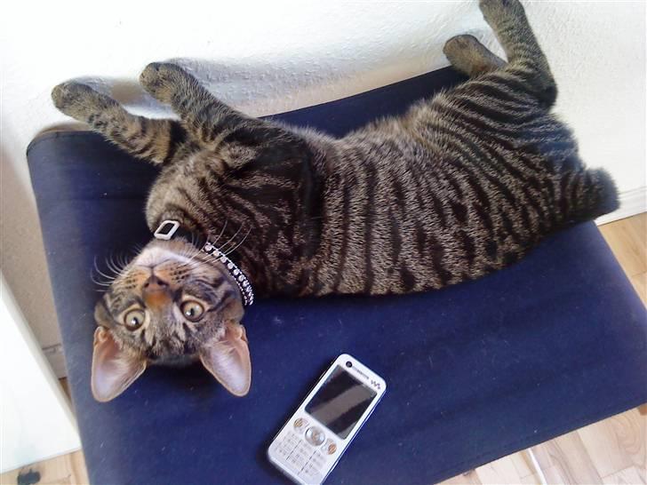 Blanding af racer Nemo - nemo slanger sig på stolen billede 18