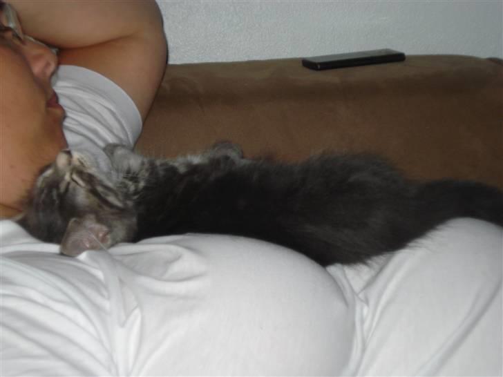 Blanding af racer Bella - ligger vi lige og slapper af:) hygge billede 8