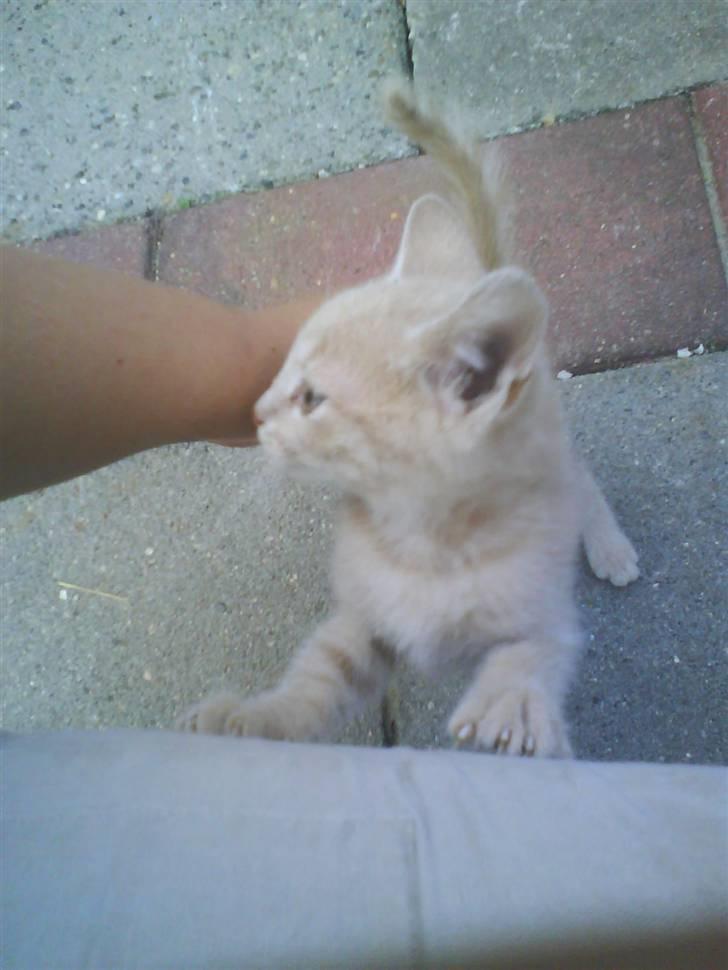 Huskat plys har fået nyt hjem - jeg er udenfor og hygge  billede 12