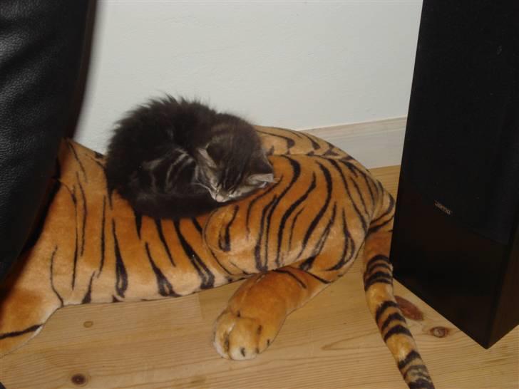 Blanding af racer Bella - ligger så godt på den stor tiger billede 9