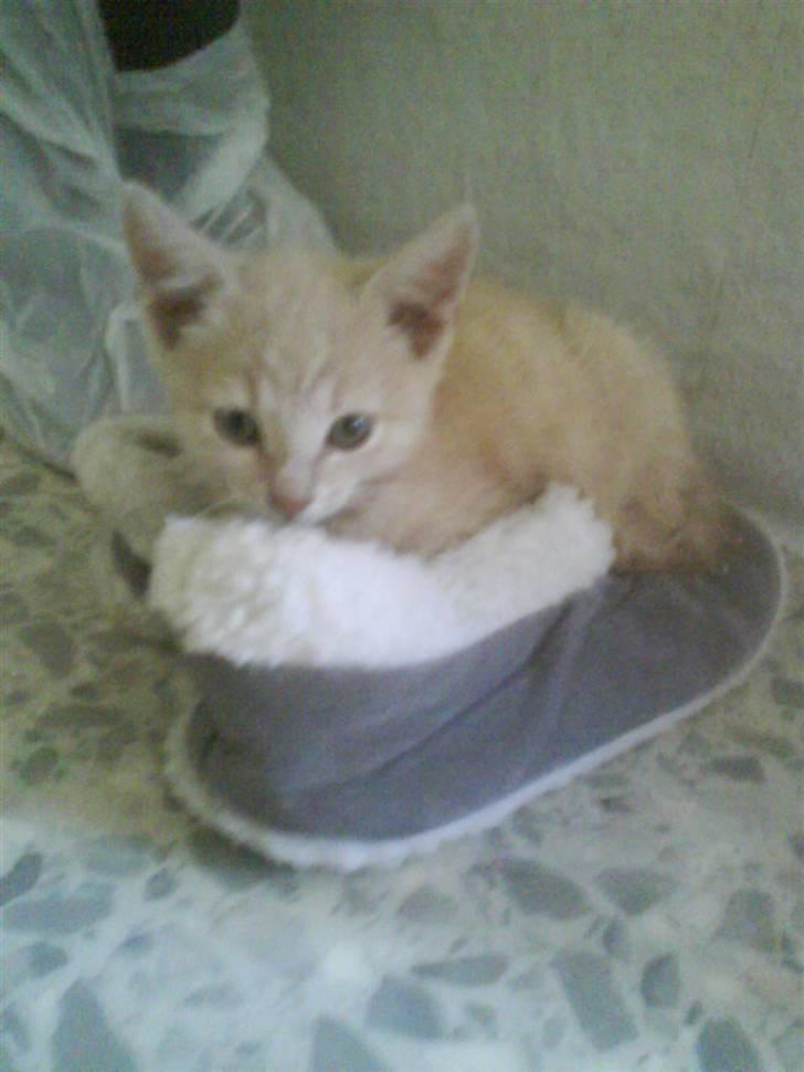 Huskat plys har fået nyt hjem - jeg har fået et godt sted og putte billede 13