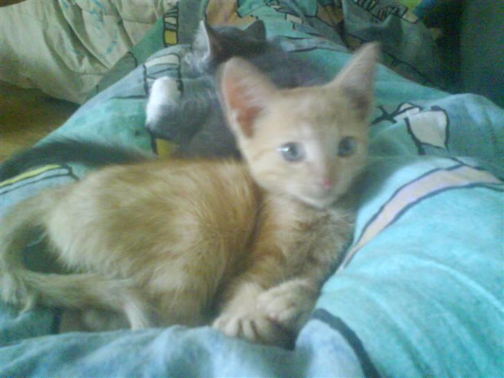 Huskat gaffe - sover med sin kusine mølle billede 9