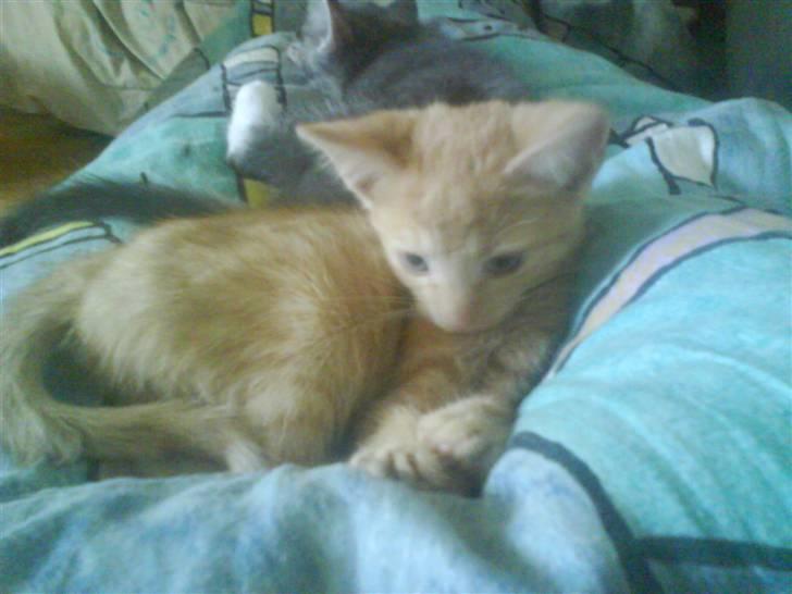 Huskat gaffe billede 10