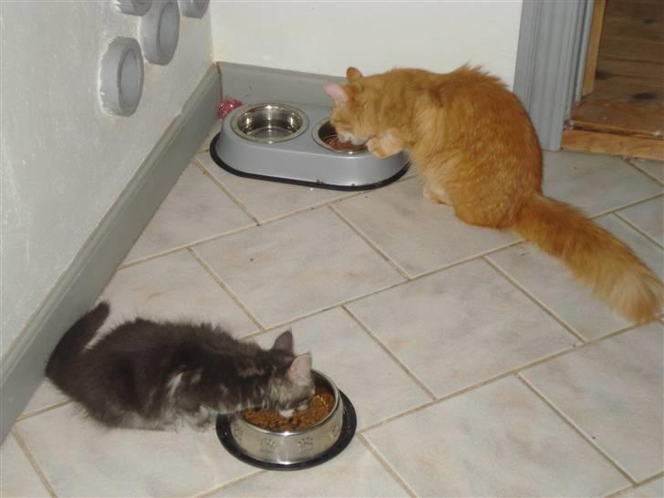 Blanding af racer Bella - så er der spise tid billede 10