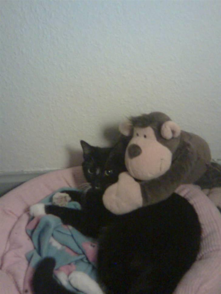 Huskat fnug billede 19