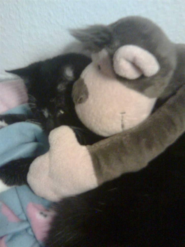 Huskat fnug billede 20