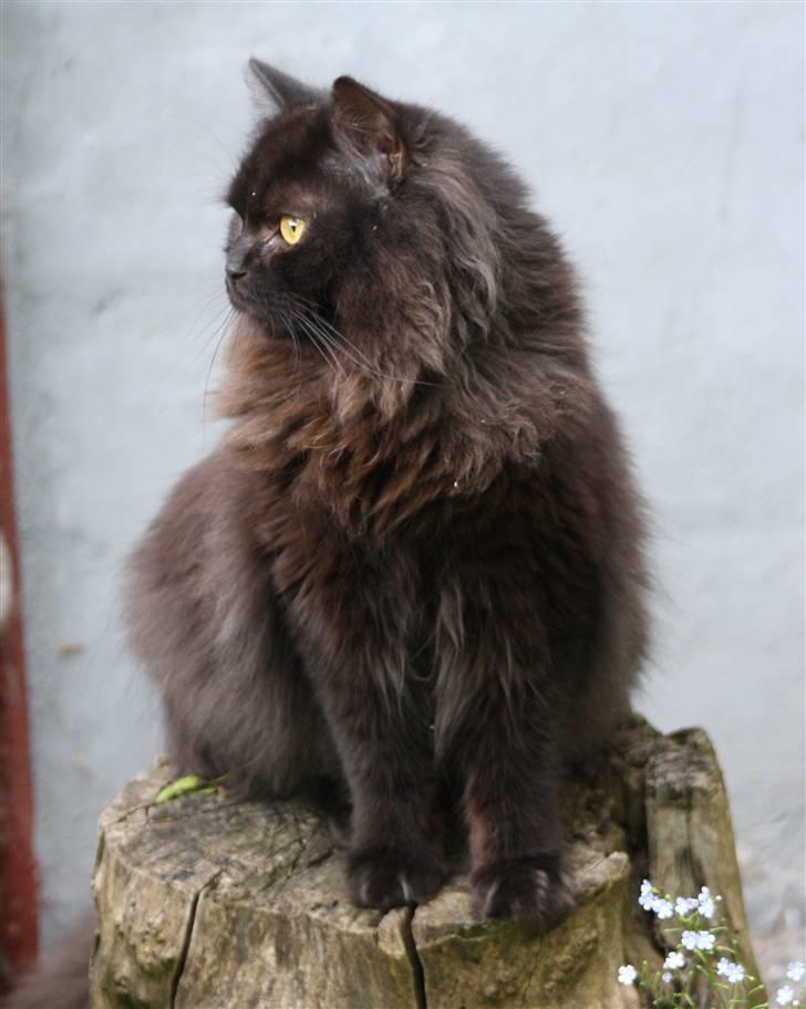 Blanding af racer Bumle*død* billede 1