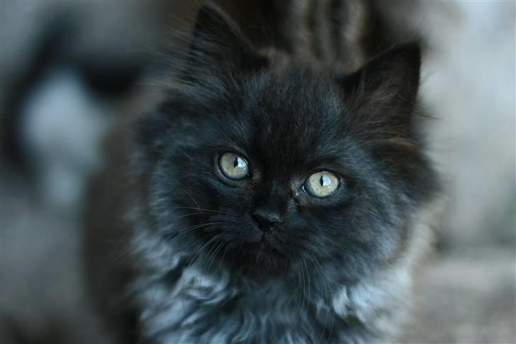 Blanding af racer Bumle*død* billede 2