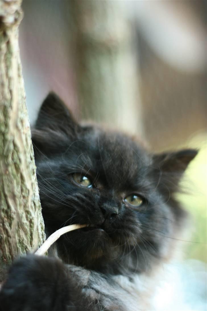 Blanding af racer Bumle*død* billede 3