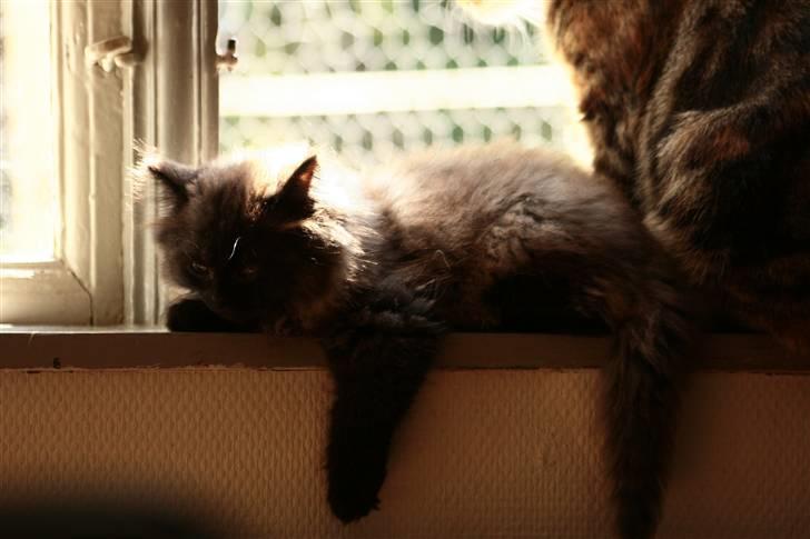 Blanding af racer Bumle*død* billede 4