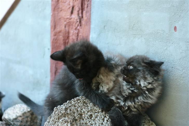 Blanding af racer Bumle*død* billede 5