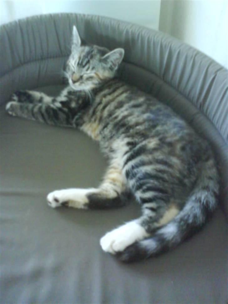 Huskat Mercedes <"33 til salg - 1, førte gang hun sover i sin nye seng... <"3 foto. P. Christensen billede 1